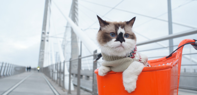 Zajmij się sprzedażą asortymentu dla zwierząt Pomysł na sklep z artykułami dla zwierząt